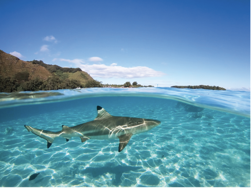 Cruising World cover story about sharks in April 2025, written by Brianna Randall